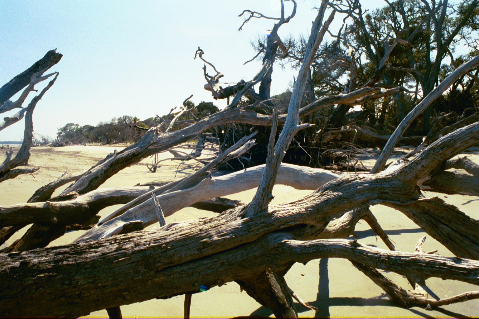 Boneyard — Ossabaw Island